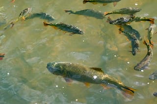 El nuevo escenario de desarrollo productivo para la Argentina