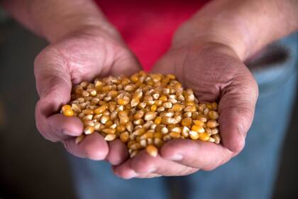 La Argentina es líder en la exportación de maíz pisingallo