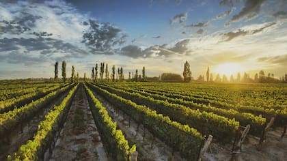 La Argentina es uno de los países productores de uvas Malbec