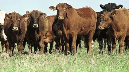 Las autoridades de Australia han reforzado las medidas de bioseguridad para evitar que el ganado se vea afectado por la fiebre aftosa, dicho país está libre de la infección que si bien no se contagia a los humanos, afecta gravemente a la economía 