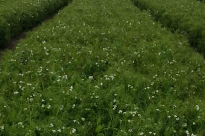 La Argentina exporta 60.000 toneladas de arveja por año y podría llegar en poco tiempo a 280.000