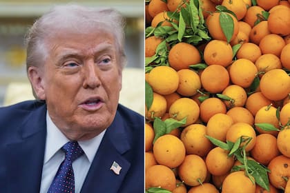 Aceleran gestiones para que Estados Unidos abra su mercado a los cítricos dulces