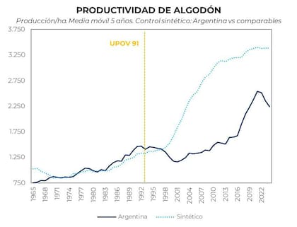 La Argentina quedó por debajo de su potencial en el algodón desde los años 90, con una brecha creciente frente a países comparables