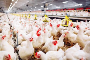 La Argentina se declaró otra vez libre de gripe aviar y aguarda un gesto para continuar exportaciones