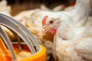 La Argentina se autodeclaró libre de la enfermedad