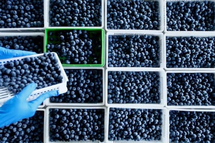 La Argentina se ubica en el quinto lugar de los países proveedores de arándanos, pero con una participación en el mercado notoriamente inferior