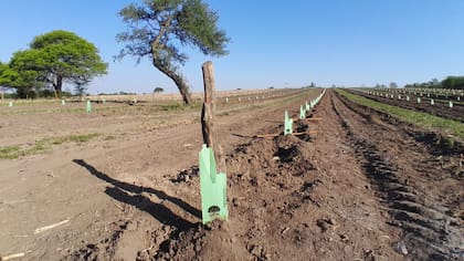 La Argentina, según el experto, tiene condiciones para producir mucho más volumen de trufas.