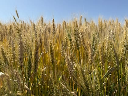 La Argentina tendría para colocar en todos los destinos un saldo de 17,5 millones de toneladas