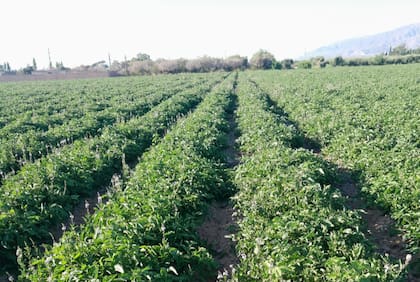 “La Argentina tiene un tomate de muy buena calidad, con excelentes propiedades nutracéuticasy podemos exportar. El grupo Arcor, por ejemplo, exporta a Inglaterra y Japón”, dijo San Martín
