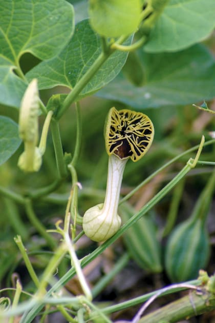 La Aristolochia fimbriata se arrastra por el suelo como un tapiz