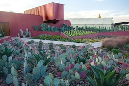 La arquitectura de las oficinas del vivero Cactus Mendoza acompaña el esplendor de las especies en las que se especializan.