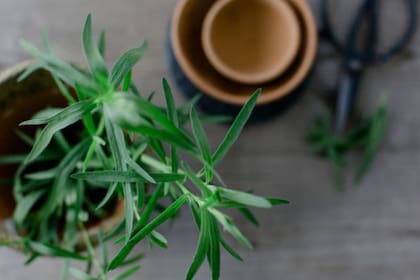 La artemisa también es valiosa para el sistema digestivo: mejora la secreción biliar y ayuda a aliviar molestias estomacales (Foto Pexels)