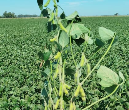 La articulación con el INTA permite orientar el mejoramiento de la soja y retroalimentarlo