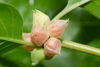 La Ashwagandha es una planta medicinal que sirve para curar los trastornos de ansiedad