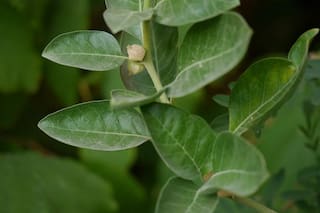 La planta medicinal que favorece la memoria, alivia el estrés y combate el insomnio