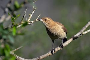 Ni el sol ni los enemigos: por qué los horneros cambian de lugar la puerta de su nido