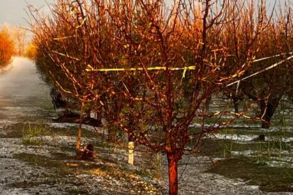 La Asociación de Cooperativas Vitivinícolas de Argentina ofrecerá financiamiento a tasa cero a los productores afectados, aunque no será suficiente para cubrir todas las pérdidas.