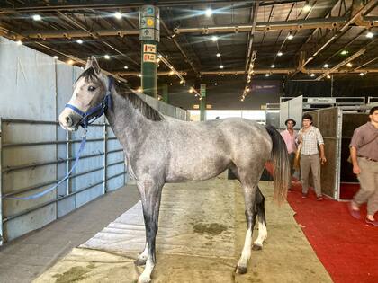 La Asociación de Fomento Equino invirtió un millón de euros con el objetivo de mejorar la raza de caballos Silla Argentino para su exportación. En la imagen, un ejemplar de Haras La Lucrecia en Nuestros Caballos
