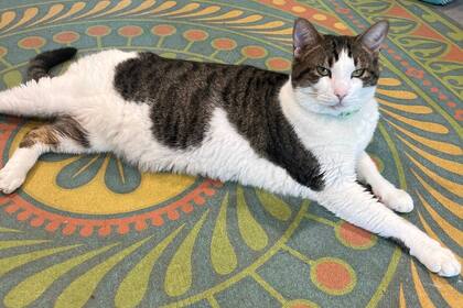 La asociación espera que el interés por estos gatos beneficie a otros que están a la espera de ser adoptados