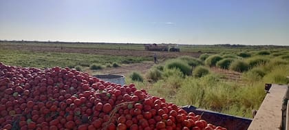La asociación estima que actualmente en el país hay unas 8000 hectáreas de tomate industria, con cerca de 400 productores, de los cuales 200 están nucleados en Tomate 2000 en la zona de Cuyo