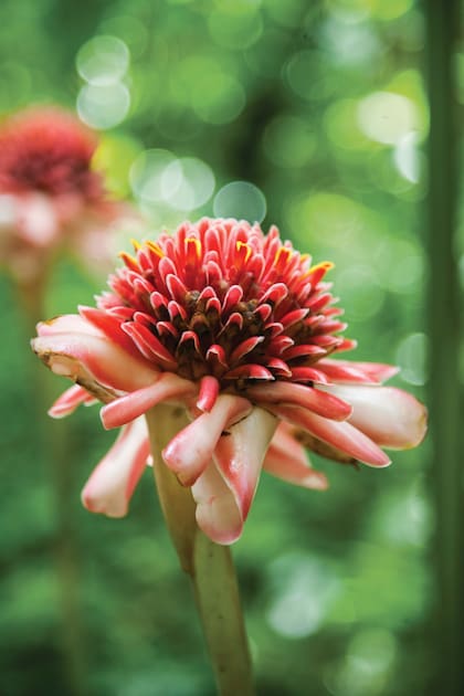 La asombrosa flor torch ginger (Etlingera elatior) . St. Lucia