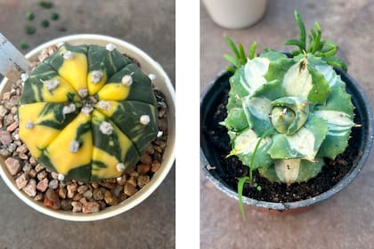 La Astrophytum asterias v Nudum f variegata es una especie que da su primera floración a los 5 años, como mínimo. A la derecha, Agave potatorum cv ouhi raijin variegata, un magnífico agave en forma de roseta.