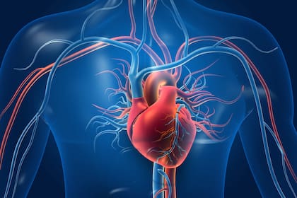 La aterosclerosis, la hipertensión y la diabetes están detrás de la mayoría de las enfermedades cardiovasculares