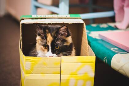 La atracción de los gatos por las cajas combina instinto, comodidad y juego