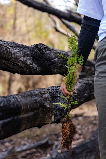 La automotriz tiene un programa de reforestación con el que ya plantó 15.000 árboles en el país