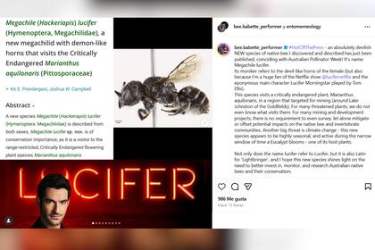 La autora detalló el origen del nombre que otorgó a la abeja en Australia