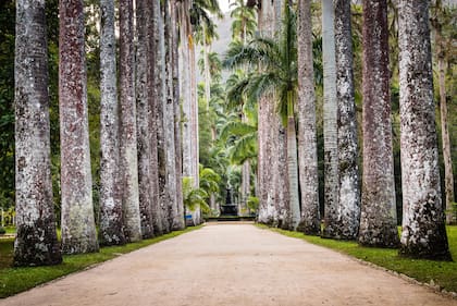 La avenida de las Palmeras Imperiales, en el Jardín Botánico, con una altura imponente -superan los 30 metros- es una de las especies arbóreas más llamativas y valiosas de Sudamérica