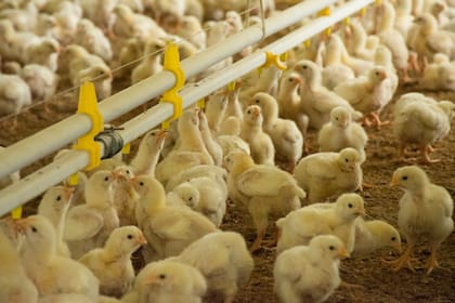 La avicultura genera unos 100.000 puestos de trabajo, por eso es clave controlar la influenza aviar