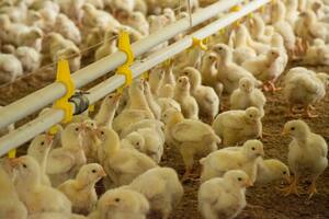 El sector avícola pidió al Gobierno líneas de financiamiento