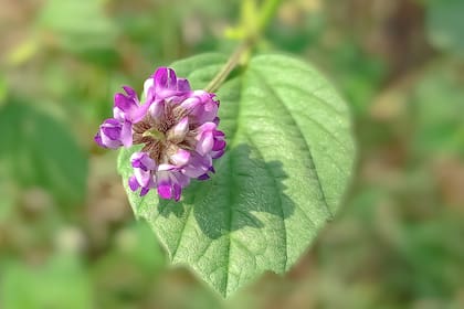 La babchi podría ser una hierba terapéutica prometedora para el tratamiento de la artritis reumatoide