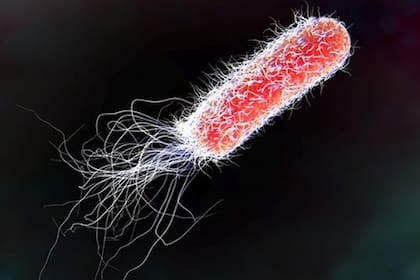 La bacteria Escherichia coli.