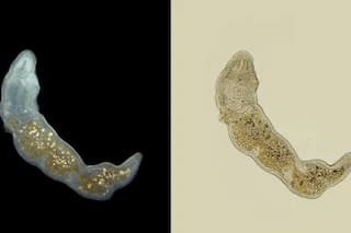 Qué son los gusanos Microstomum sp. que fueron encontrados en un lote de tomates triturados