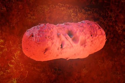 La bacteria salmonella puede encontrarse en los huevos y es peligrosa para la salud