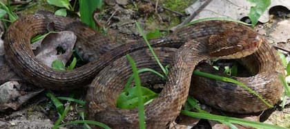 La Baengnyeong viper, especie endémica de Corea del Sur