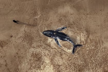 La ballena apareció en la zona de La Pérgola en Valeria del Mar