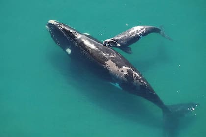 La ballena Docksier y la pequeña Luna, su cría
