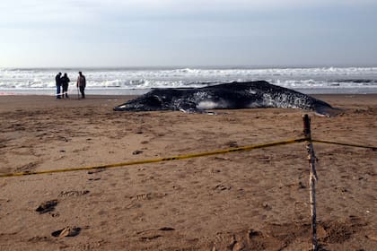 La ballena es un ejemplar juvenil; estiman que tenía entre 5 y 8 años de edad