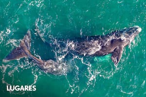La ballena franca austral es la estrella de Península Valdés