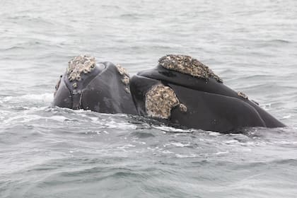 La ballena franca austral está en continuo proceso de recuperación de su población.