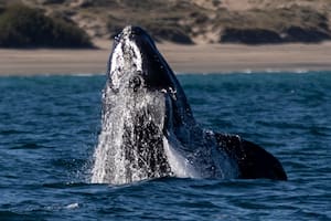 Ballenas: cómo estudian los biólogos a un animal que fascina