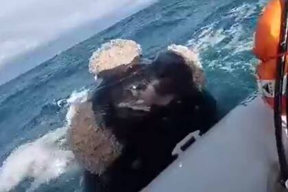 La ballena franca austral se acercó a la embarcación pero luego los tripulantes se alejaron de ella, que es lo que debe hacerse