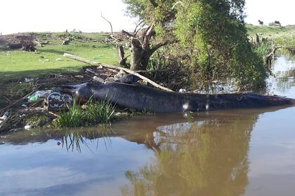 La ballena picuda medía 6,4 metros de largo