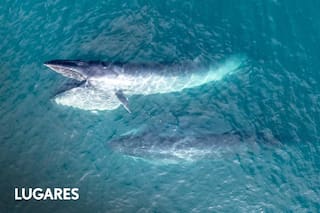 Se suma una especie y hay un nuevo punto para verlas en la Patagonia