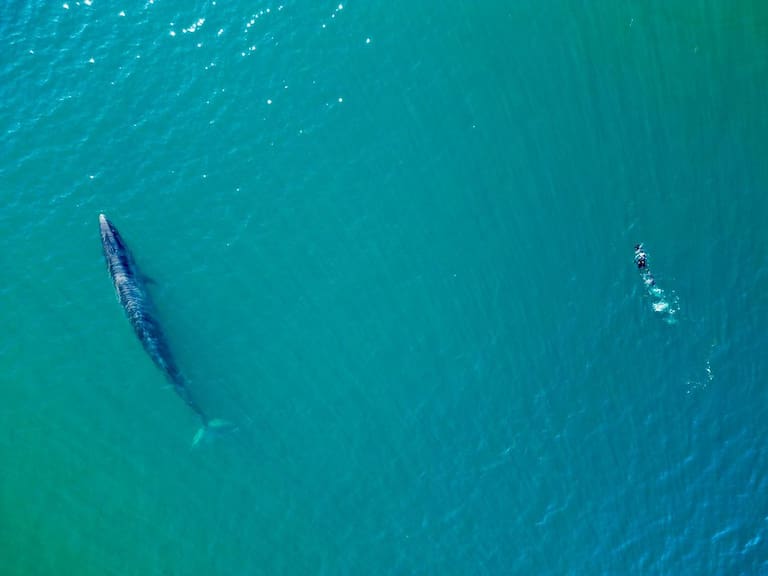 “Es una explosión”: el inesperado regreso al mar patagónico de la ballena sei, desaparecida desde 1929