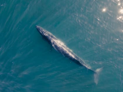 La ballena Sei es un cetáceo poco conocido e investigado que se encuentra en peligro de extinción