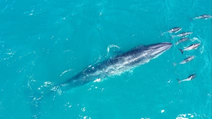 La ballena sei, reaparecida recientemente en el Golfo San Jorge, vuelve a ser observada en grupos cerca de la costa